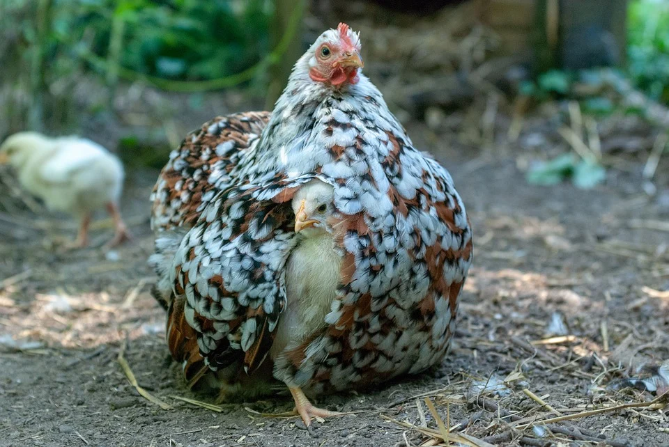 Mother hen and baby