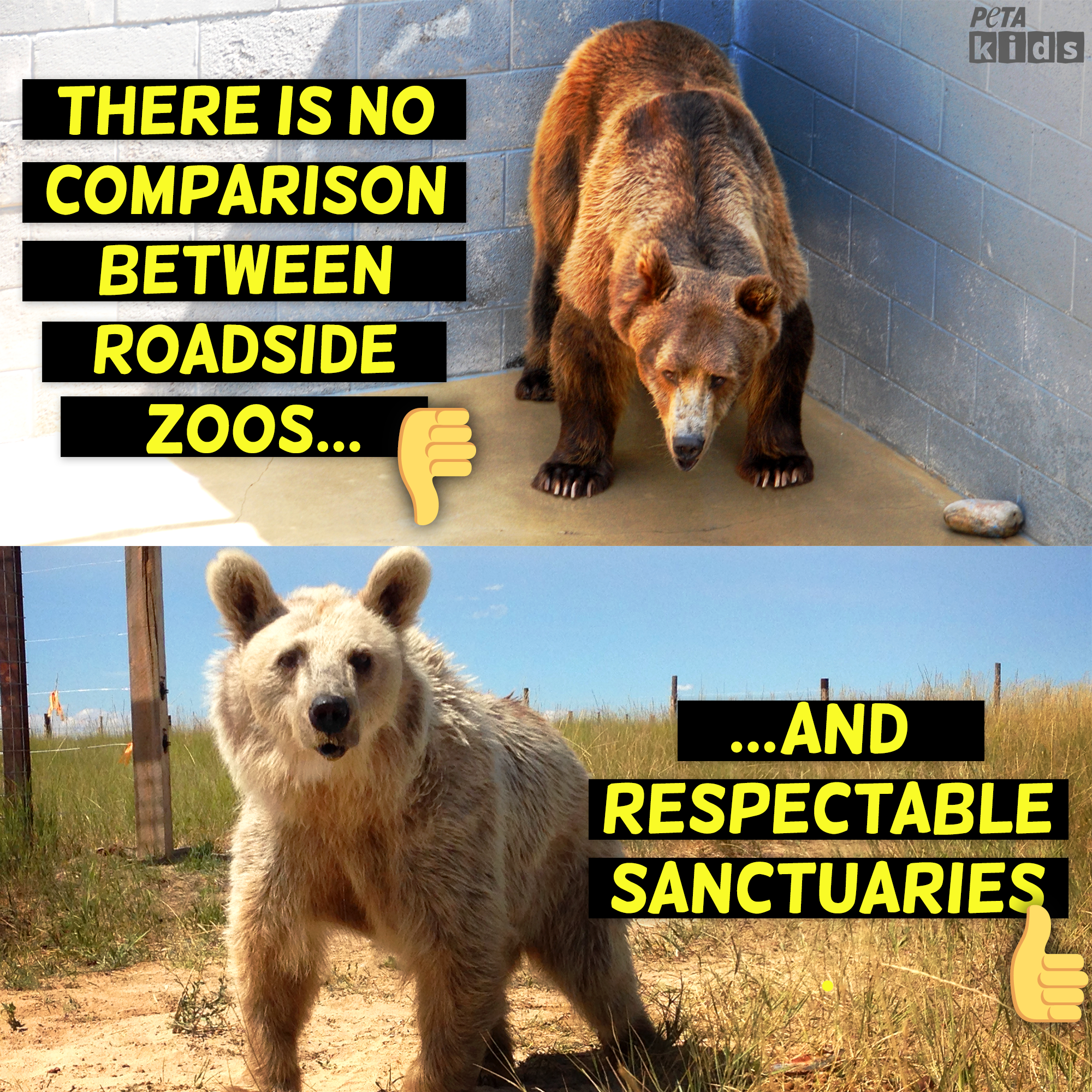 Roadside zoo vs. Animal Sanctuary