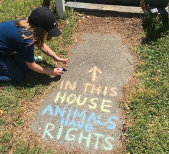 in this house animals have rights chalk art
