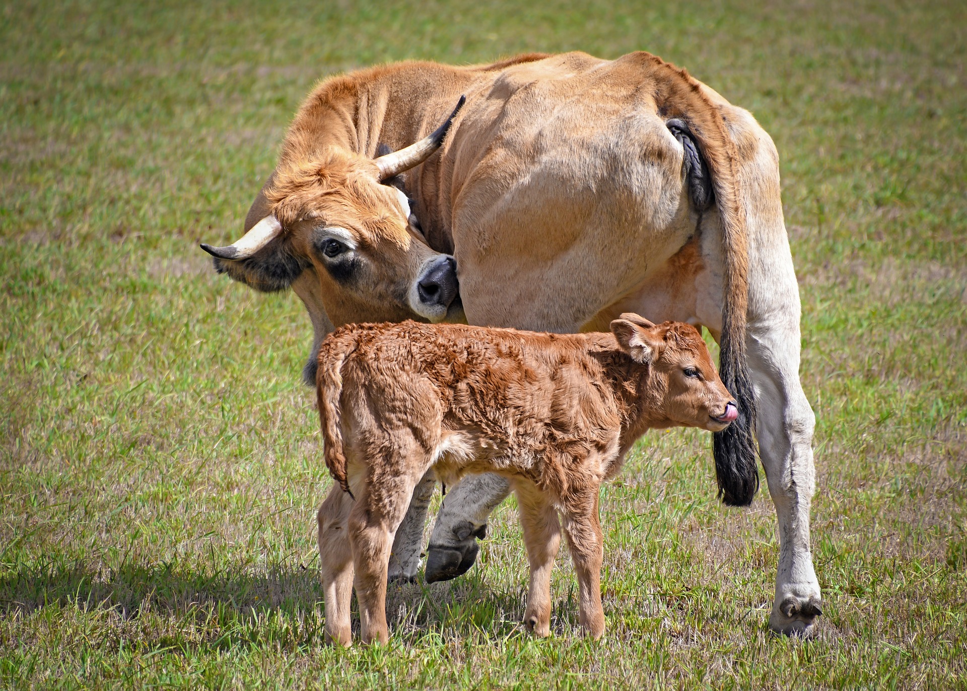 cow and her calf in a field