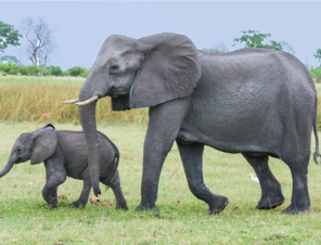 5 Ways to Protect Elephants