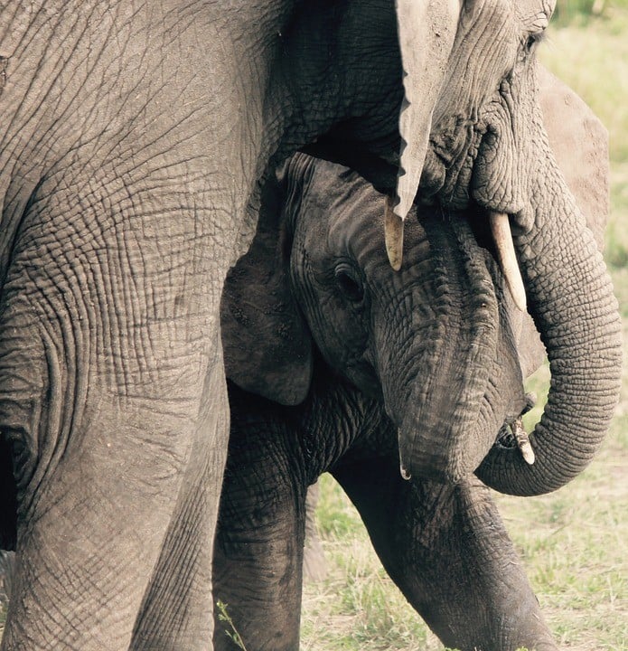 Mother elephant with her baby