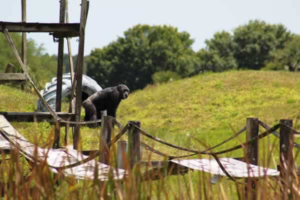 chimp playing on an outdoor activity jungle gym