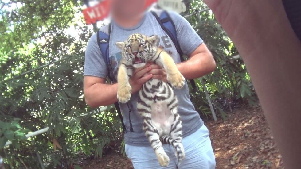 baby tiger being held 