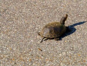5 Steps to Help Turtles Cross the Road