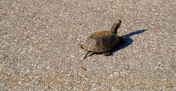 turtle crossing the road