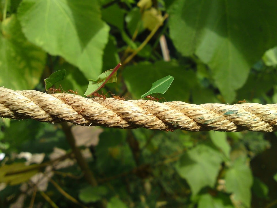 Ants on a rope