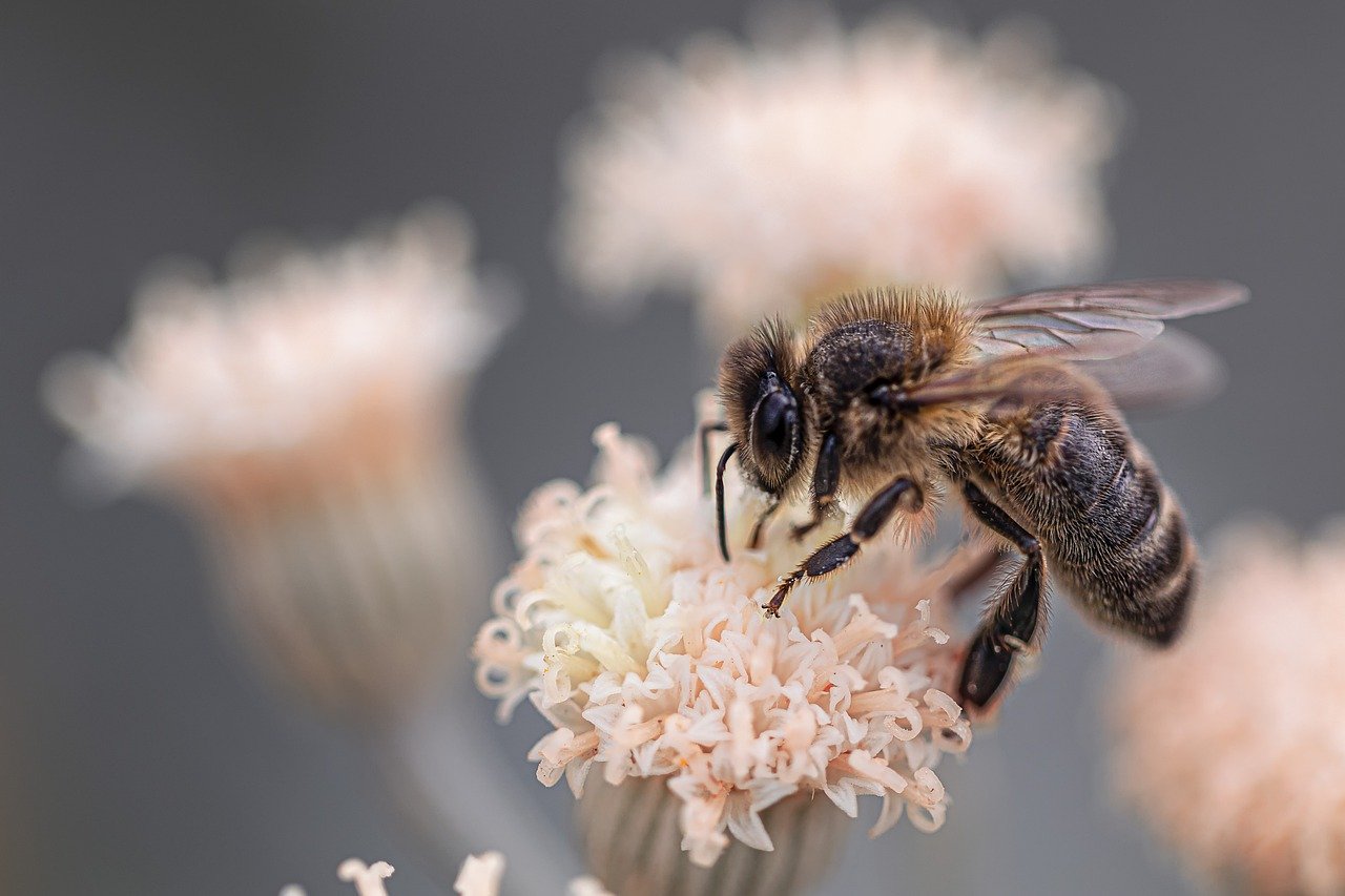 Bumble bee on a flower