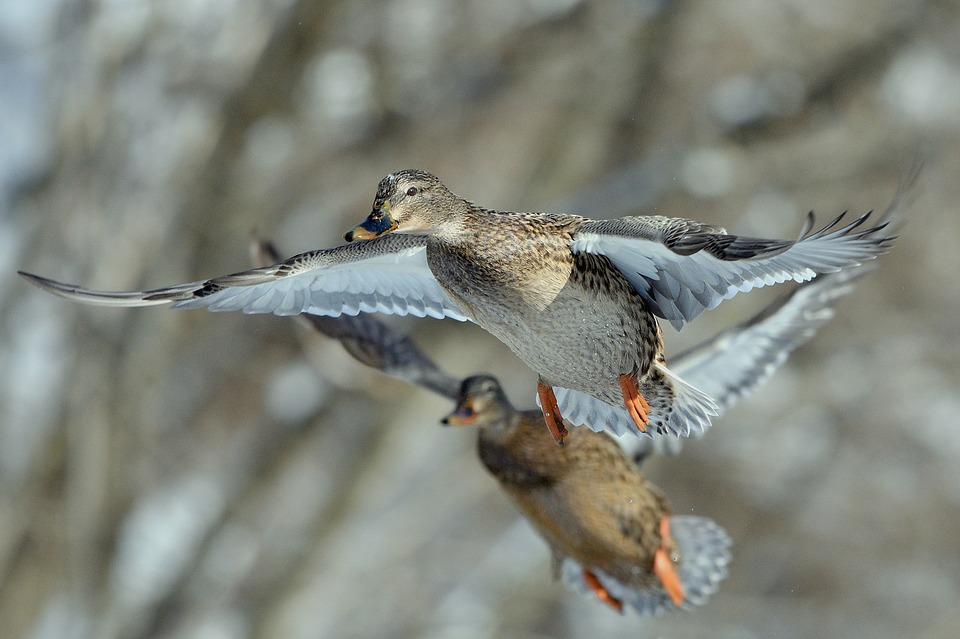 Ducks Flying