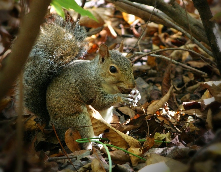 Squirrel eating