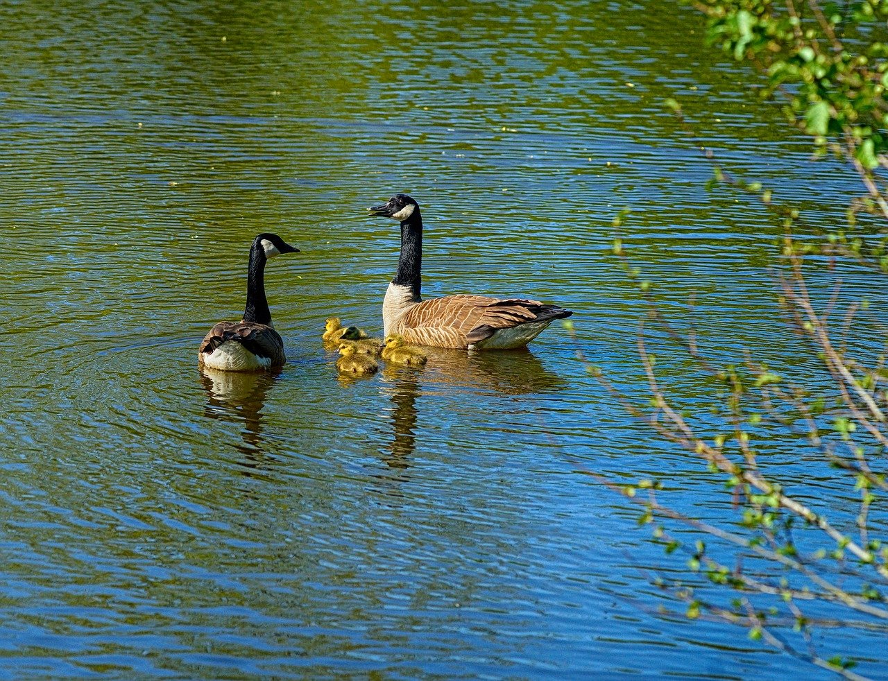 swan family at the park