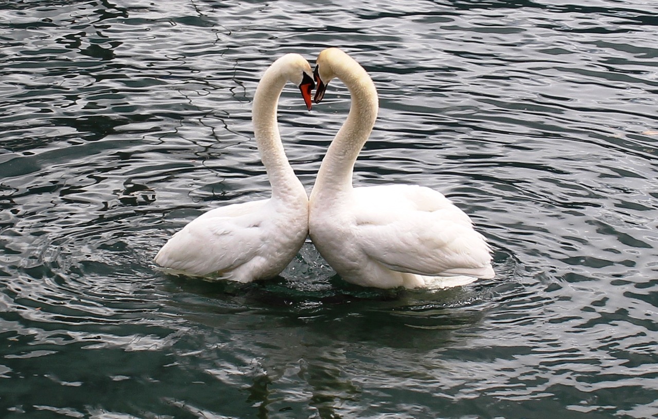 Swans at the park