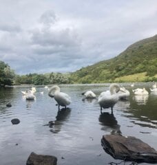 Swans at the lake