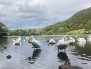 Swans at the lake