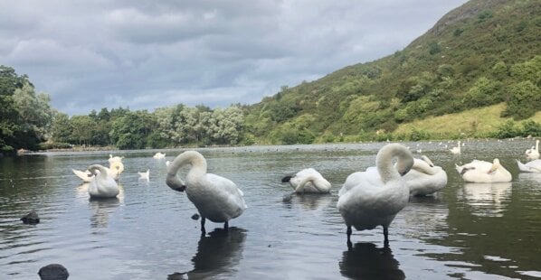 Swans at the lake