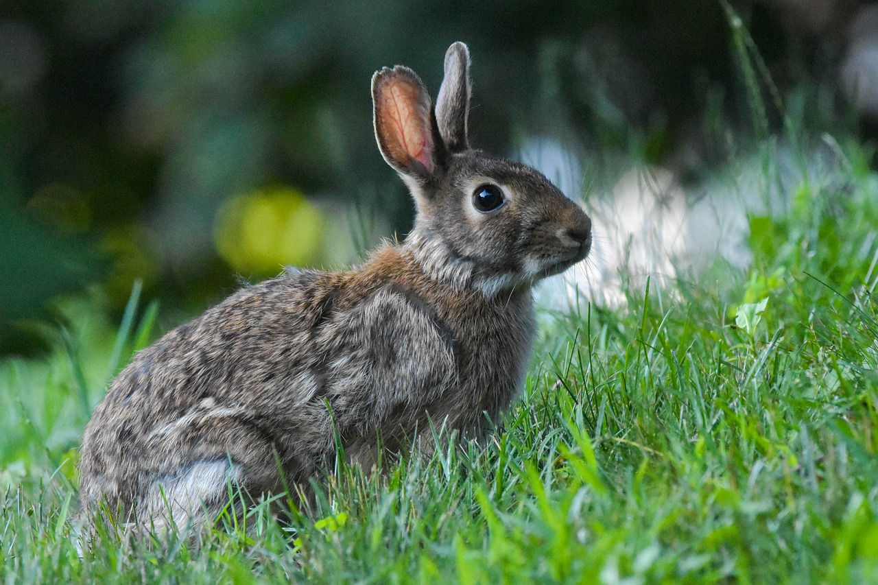 Rabbit in nature