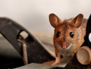 brown mouse