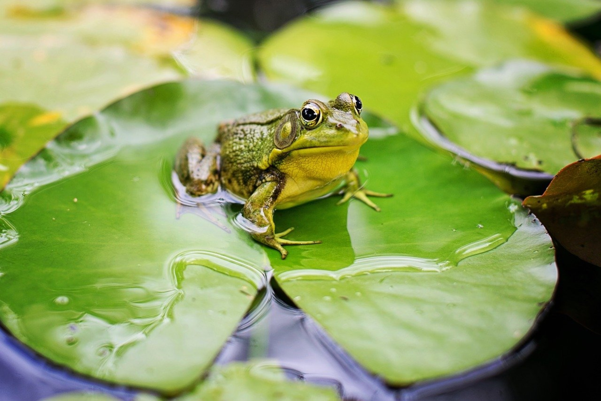 The Truth About Frogs Killed for Dissection Animals Used for