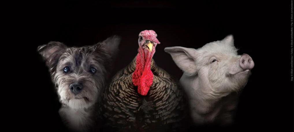 image of dog, turkey, and pig