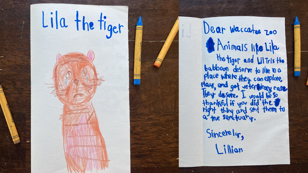 image of the Lila card to Waccatee Zoo