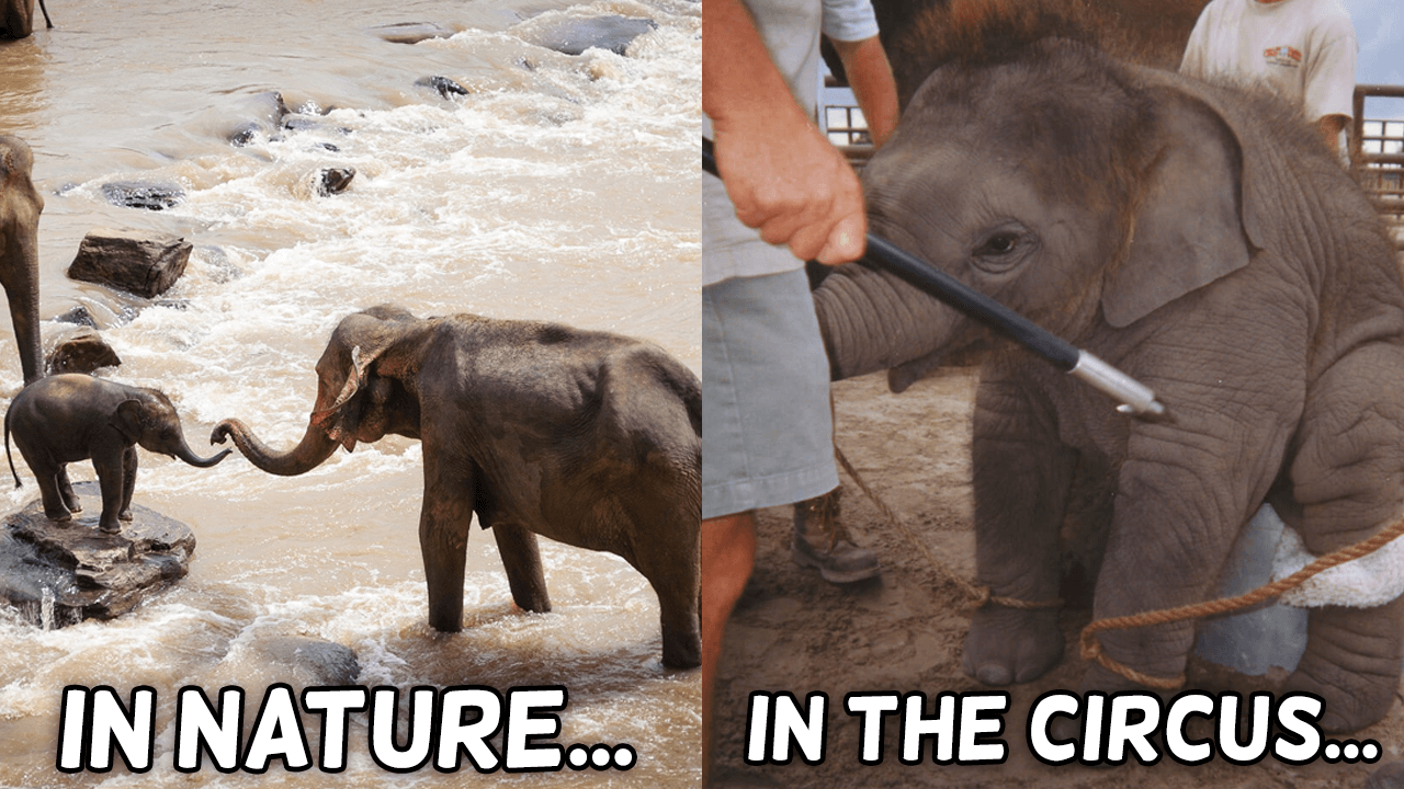 elephant in nature and elephant being used in the circus