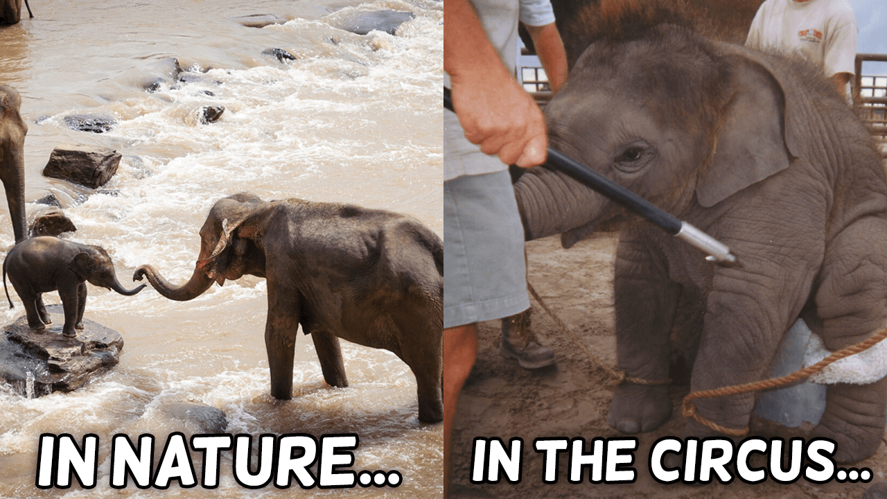 10 Easy Ways You Can Help Save Animals | PETA Kids 10 Easy Ways You Can Help Save Animals | PETA Kids