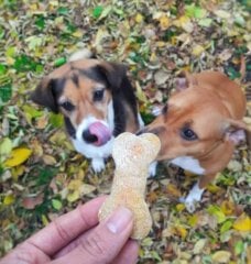 dogs with treat