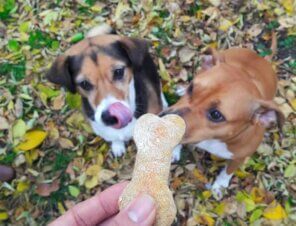 Delicious Vegan Dog Treat Recipes Your Pup Will Love