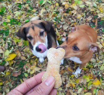 dogs with treat