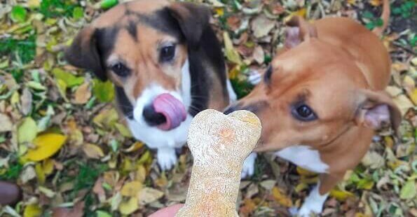 dogs with treat