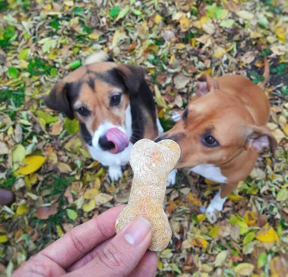 dogs with treat