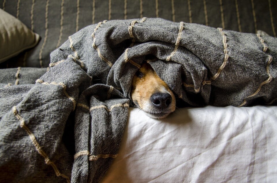 dog laying in bed under the covers