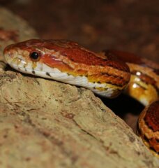 corn snake