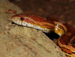 corn snake