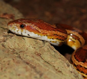 corn snake