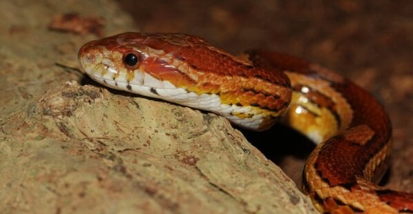 corn snake