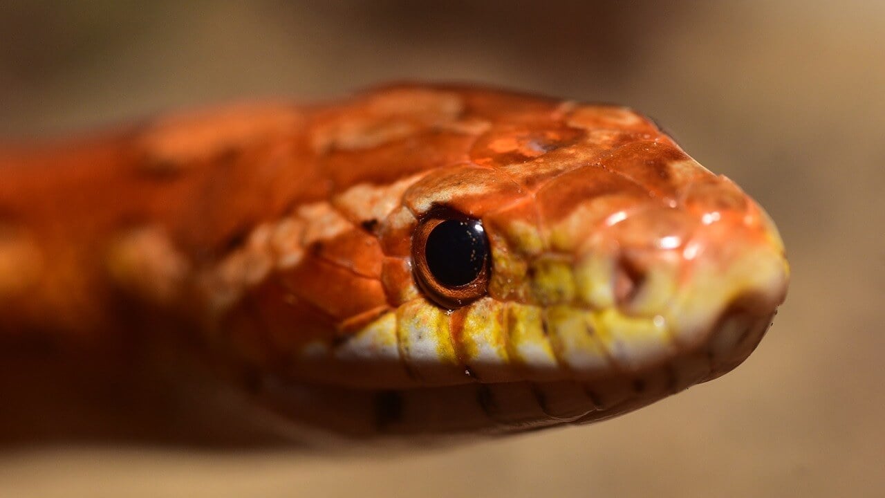 Corn snake