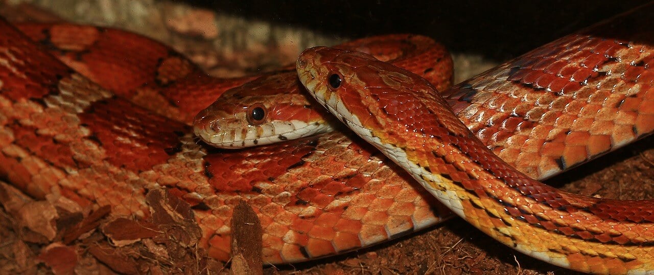 corn snakes