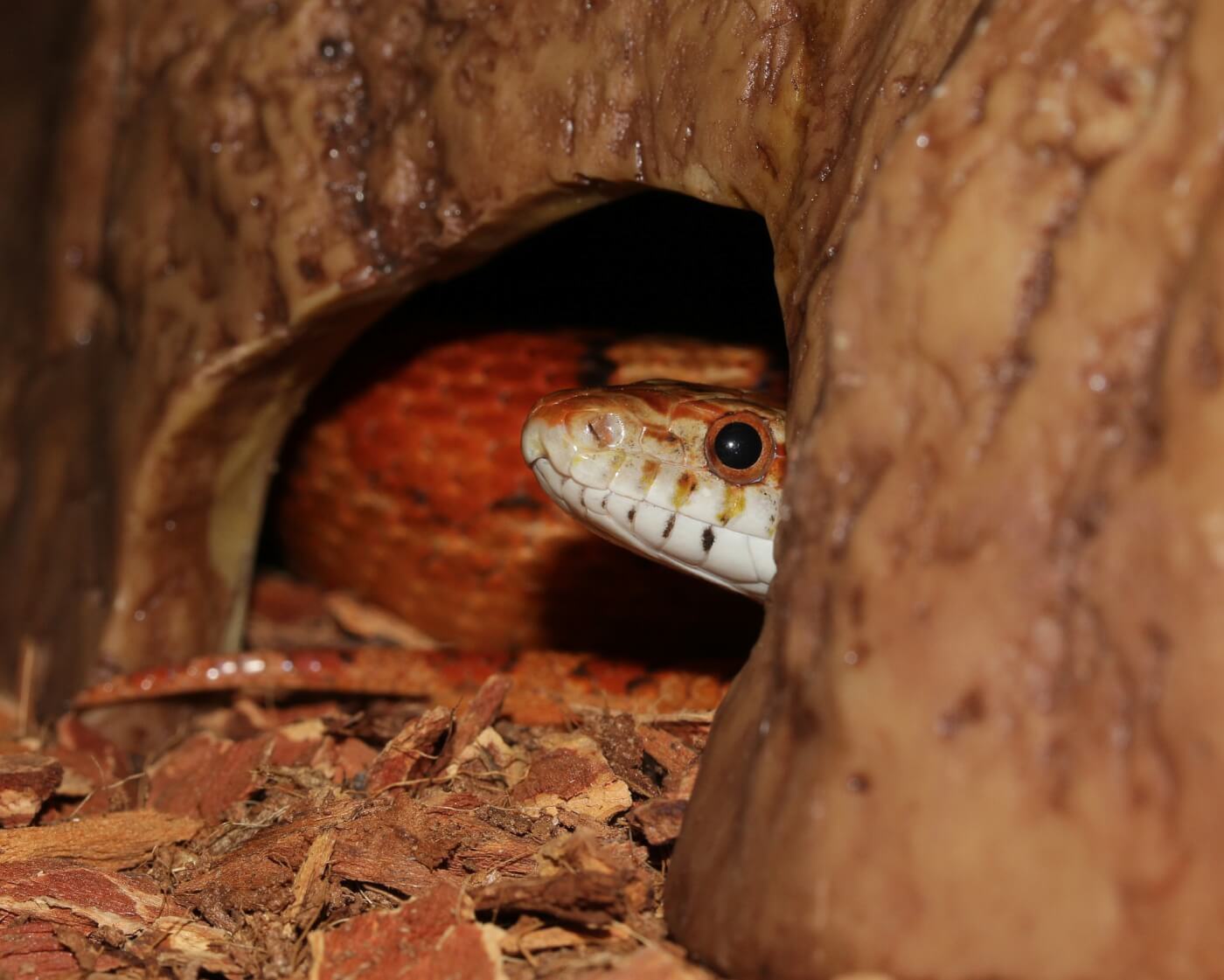 corn snake