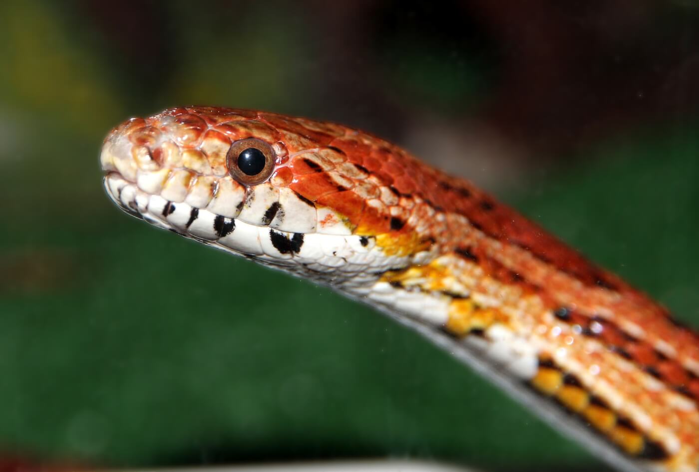  serpiente de maíz