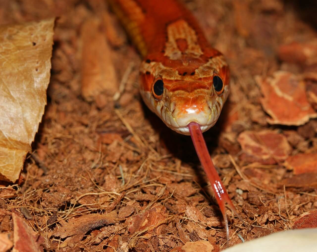 corn snake