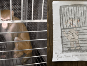 Your Drawing Can Help Monkeys Used in Experiments!