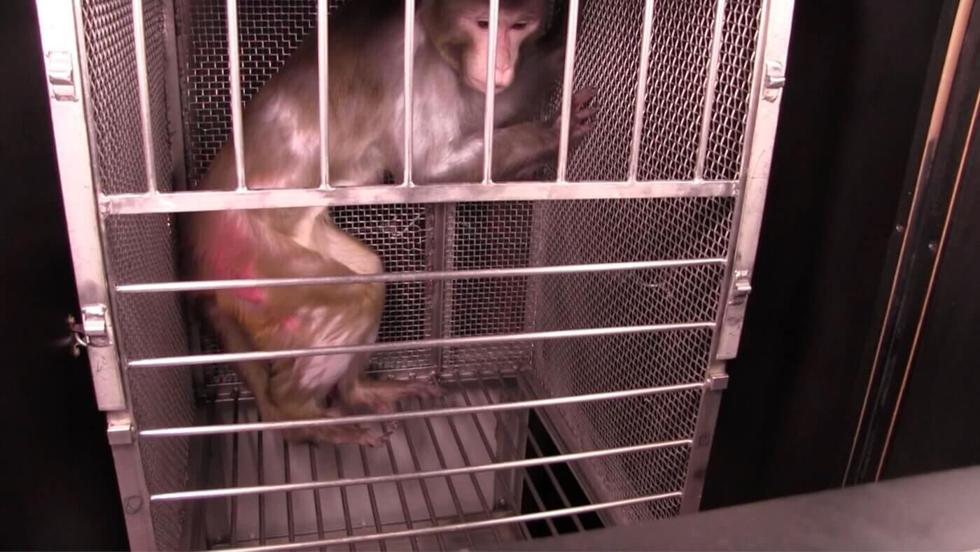 monkeys used in experiments