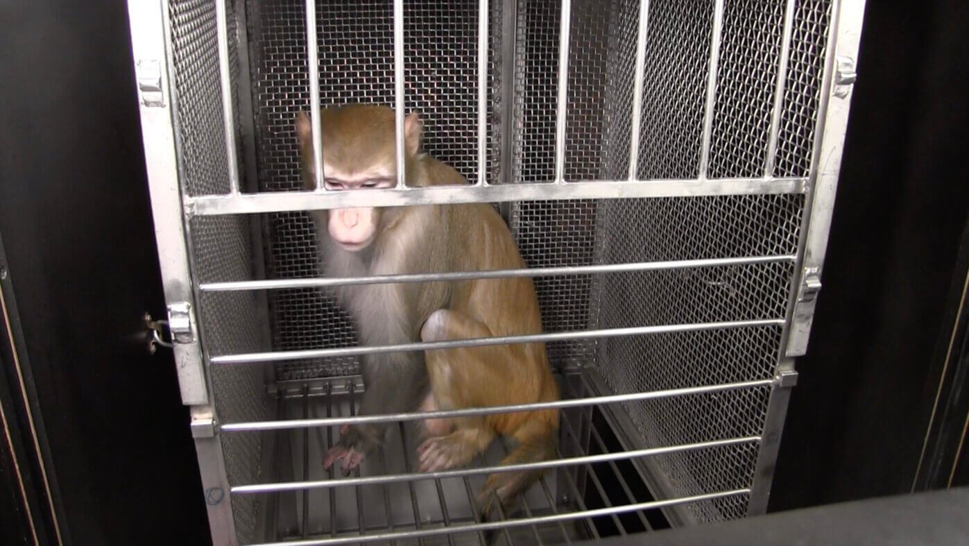 NIH Monkey Experiments