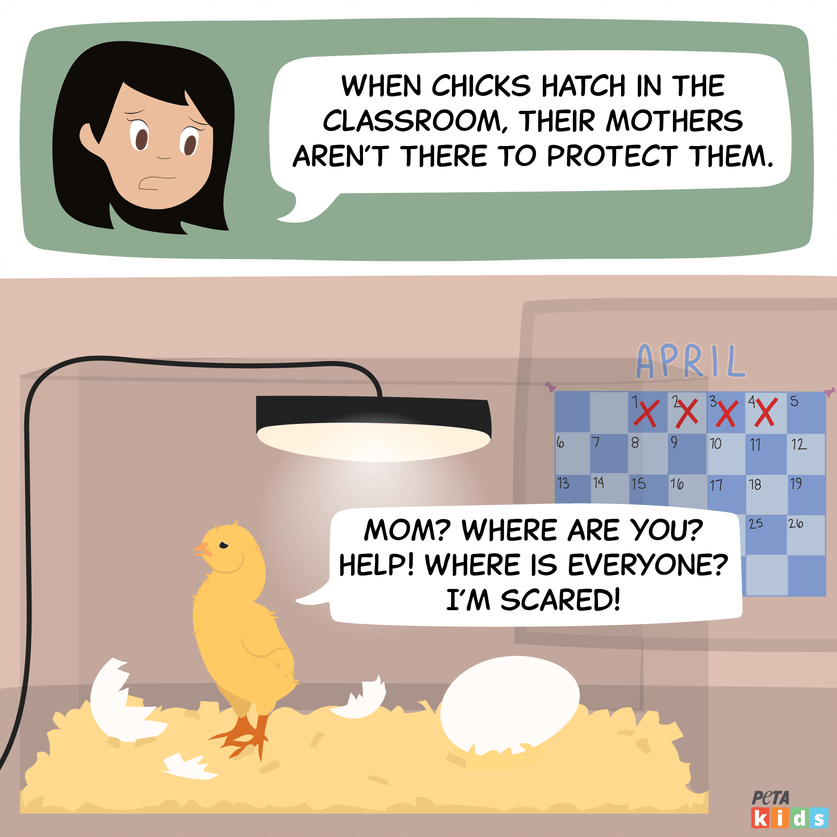 chick hatching comic