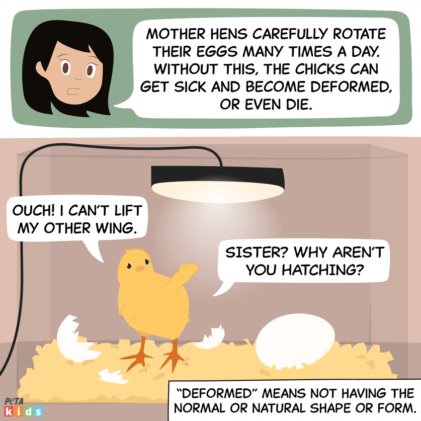 chick hatching comic