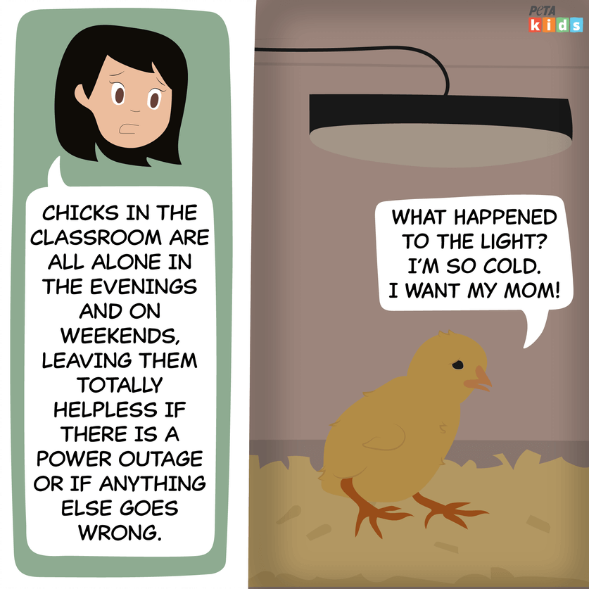 chick hatching comic