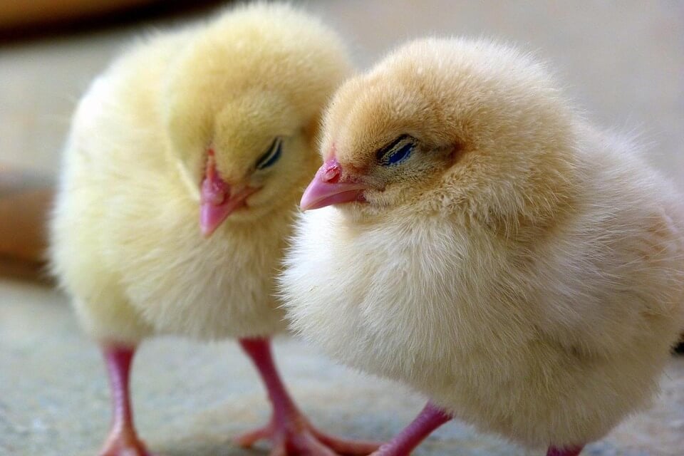 Chicks