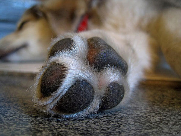 dog paws