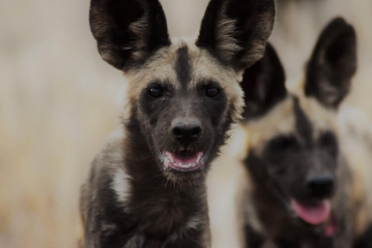 African Wild Dogs